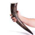Hand holding a large tusk against a white background