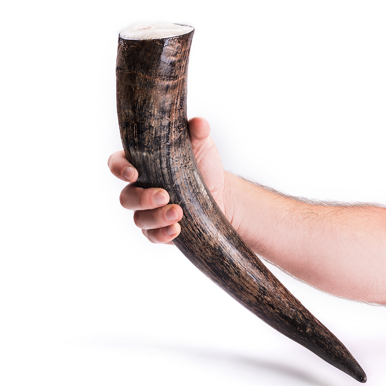 Hand holding a large tusk against a white background