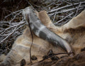 Close-up of a large animal's horn with a natural background