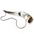 Cow horn with a leather strap on a white background